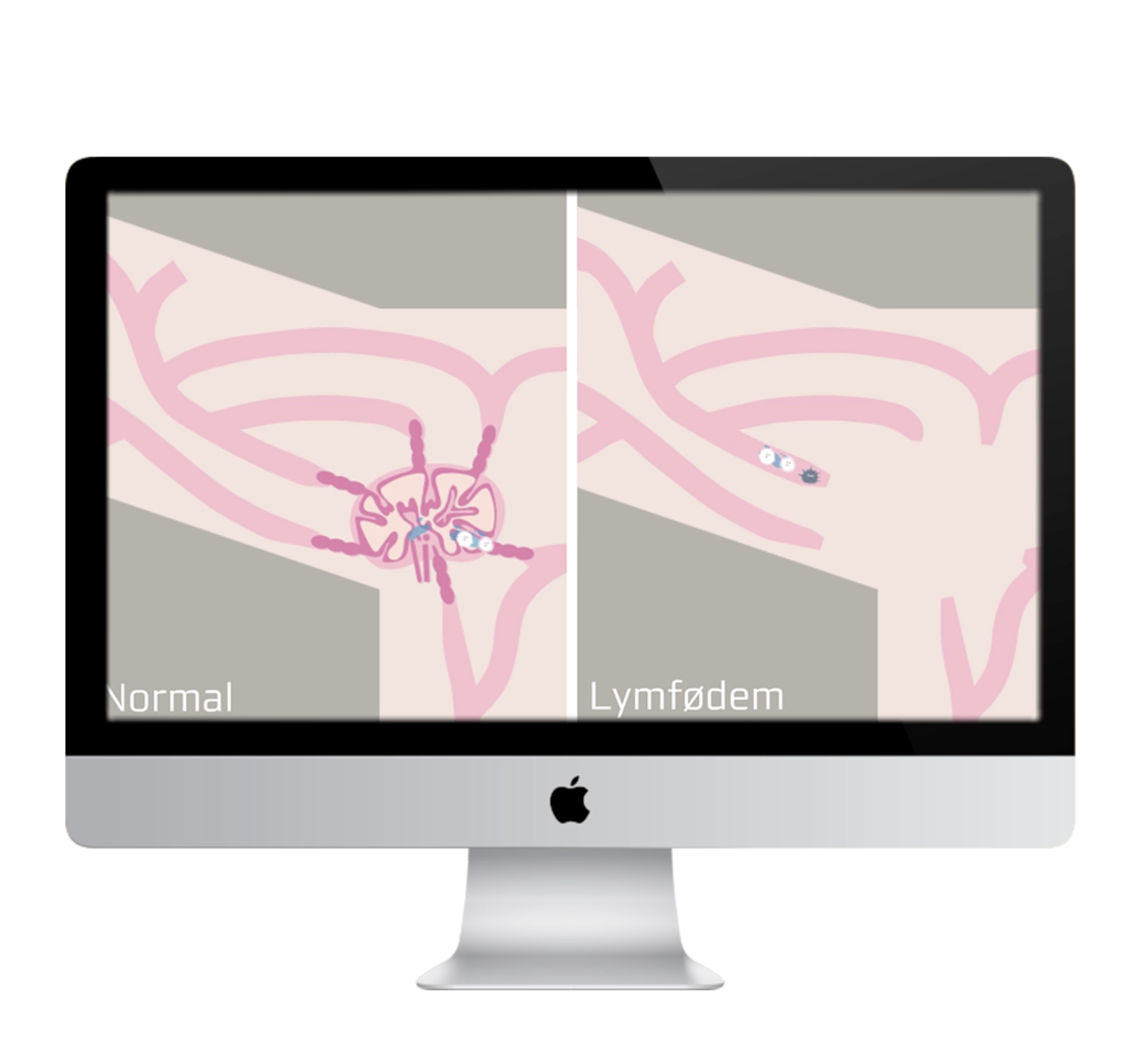 Read more about the article AUH animation